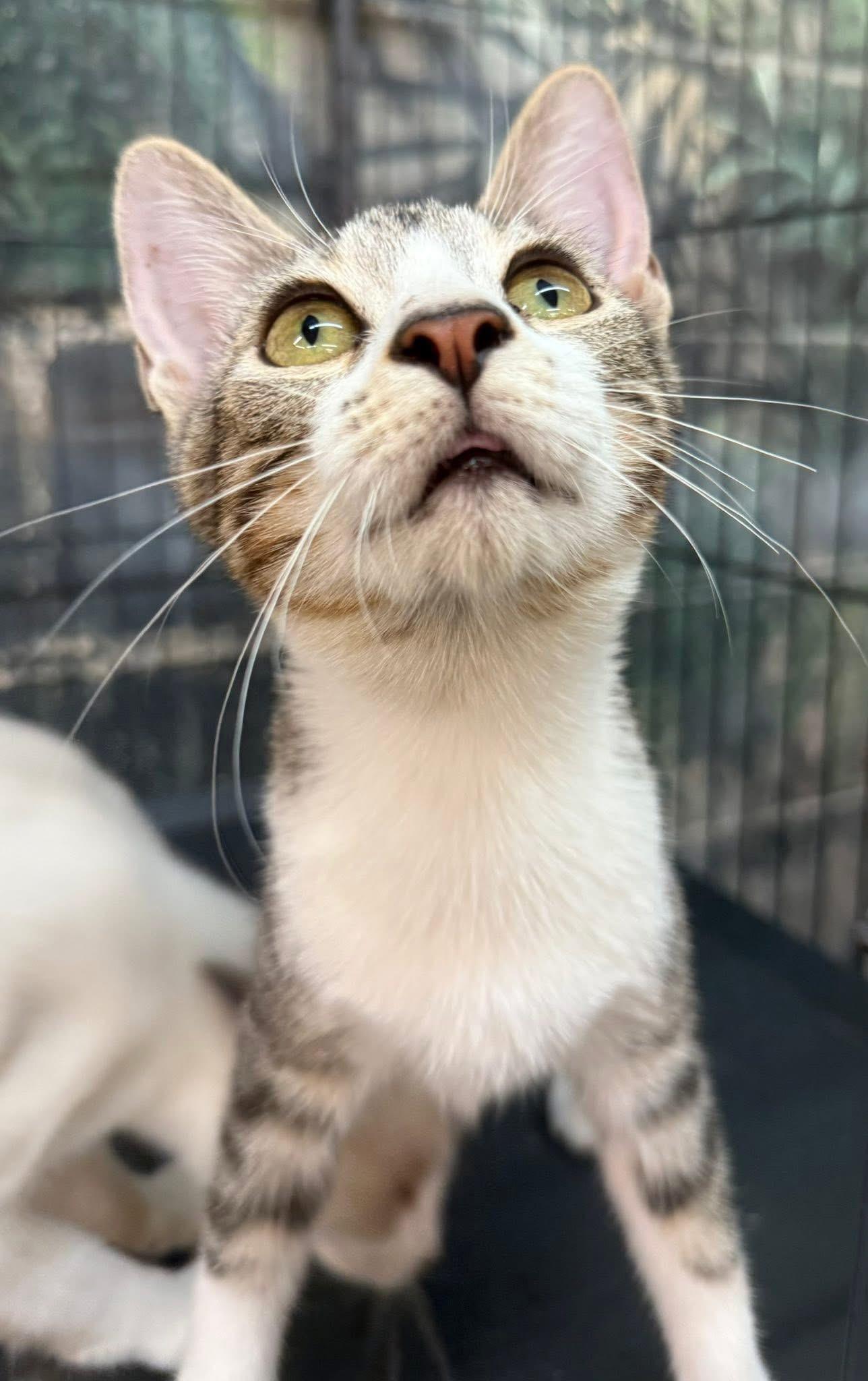 Enlarge Gibby, a Adoptable Tabby in Jackson, GA image 4/6