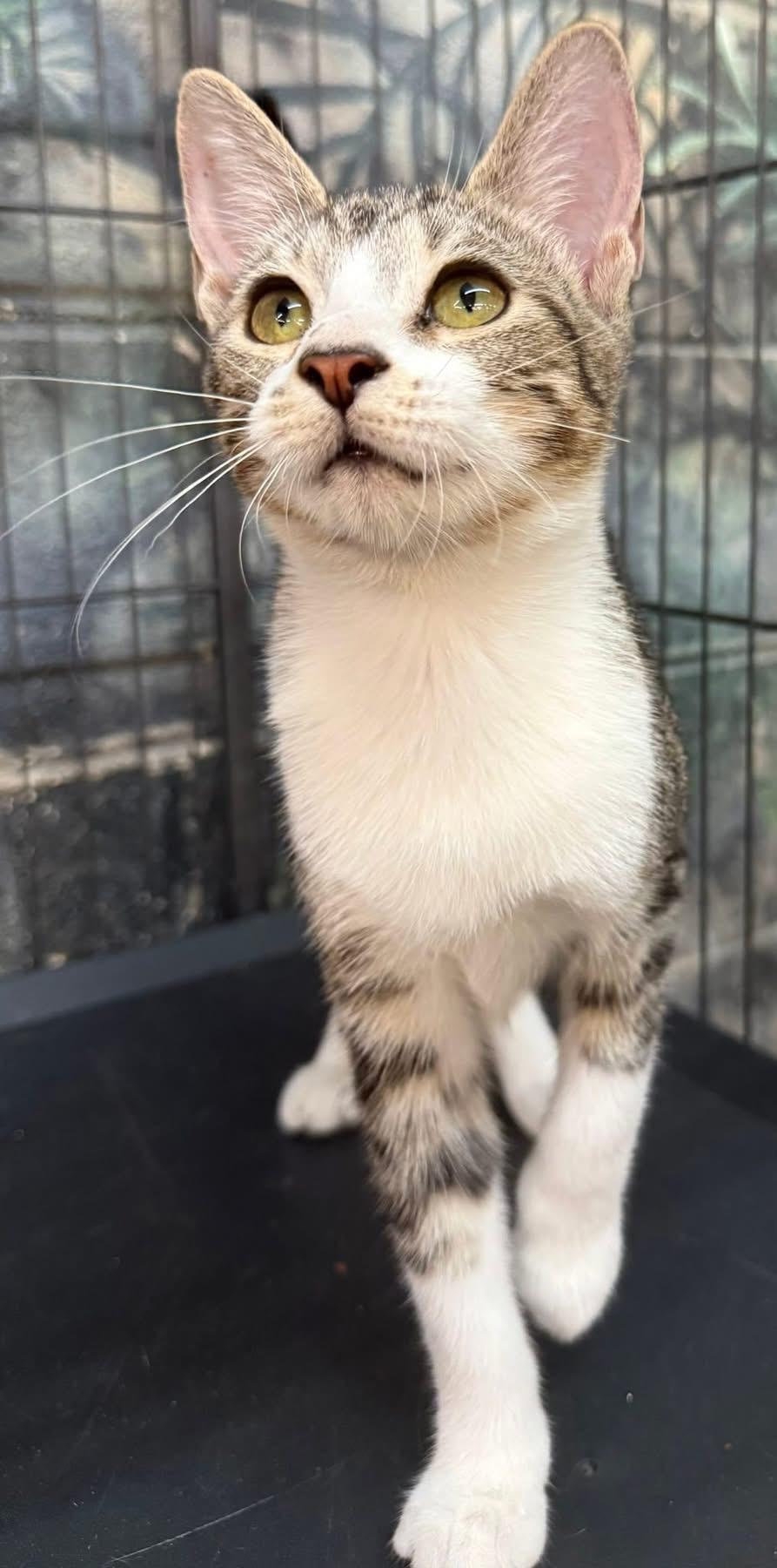 Enlarge Gibby, a Adoptable Tabby in Jackson, GA image 5/6