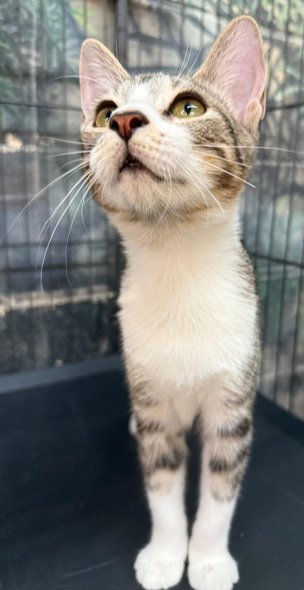 Enlarge Gibby, a Adoptable Tabby in Jackson, GA image 6/6