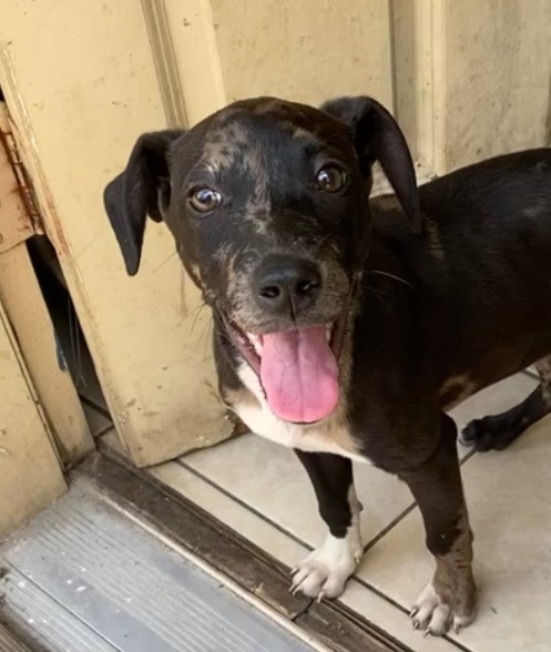 Lily, Adopted, Puppy Female Terrier.