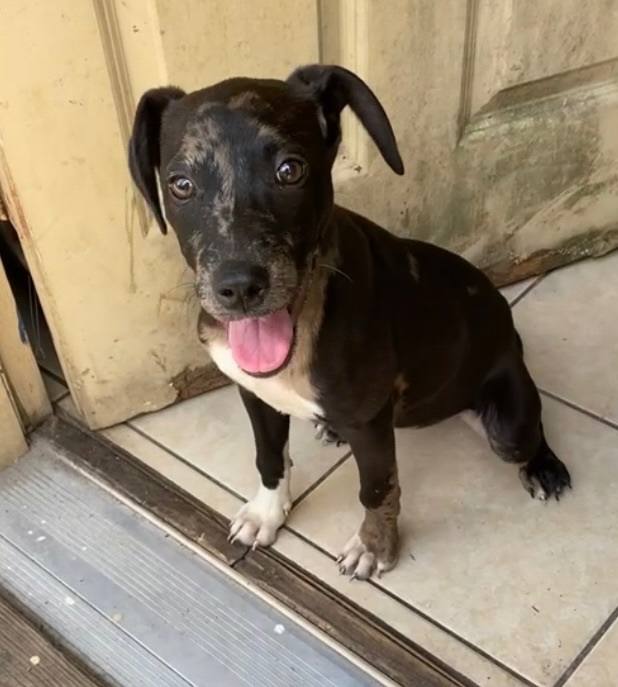 Lily, Adopted, Puppy Female Terrier.