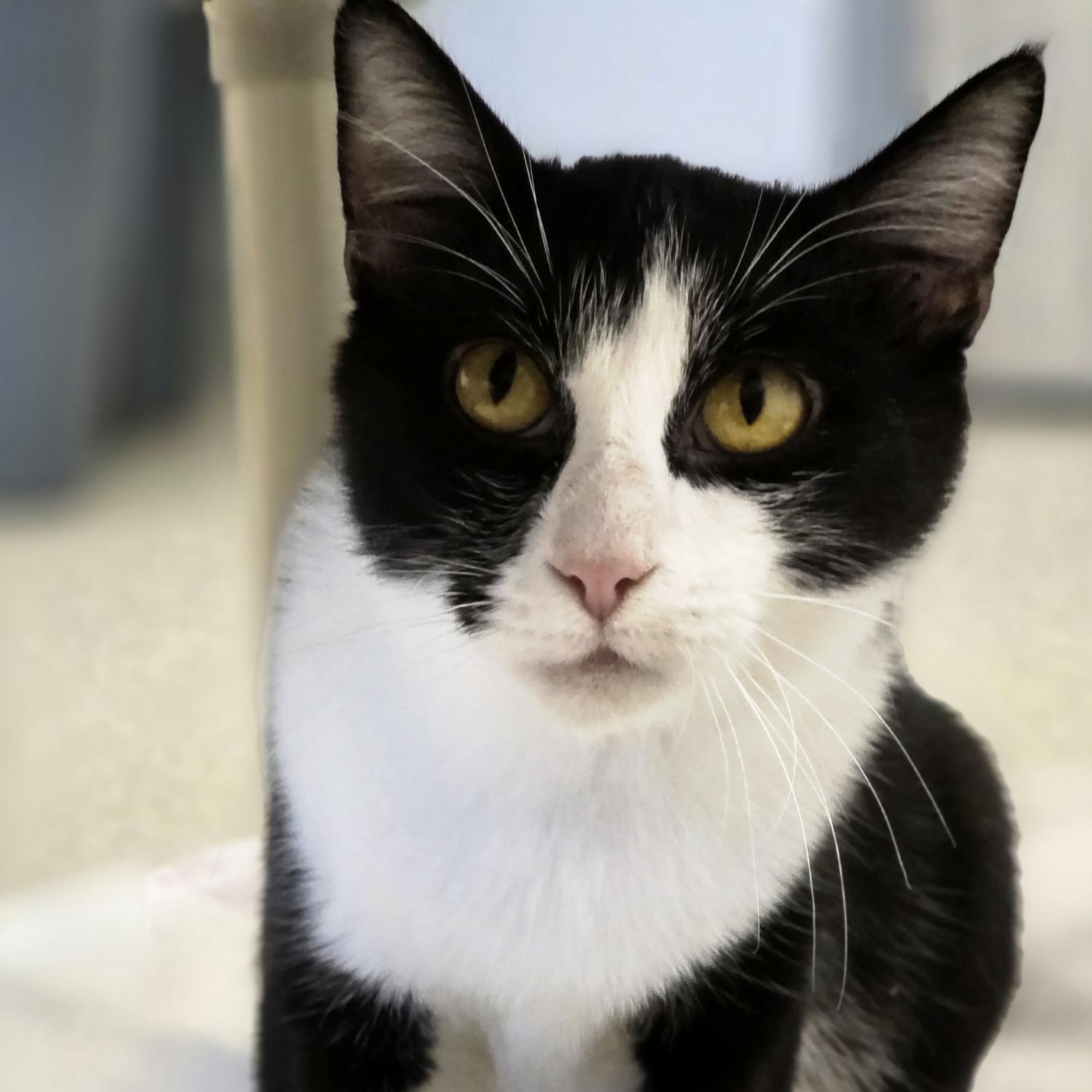 Martini, Adoptable, Young Female Domestic Short Hair.