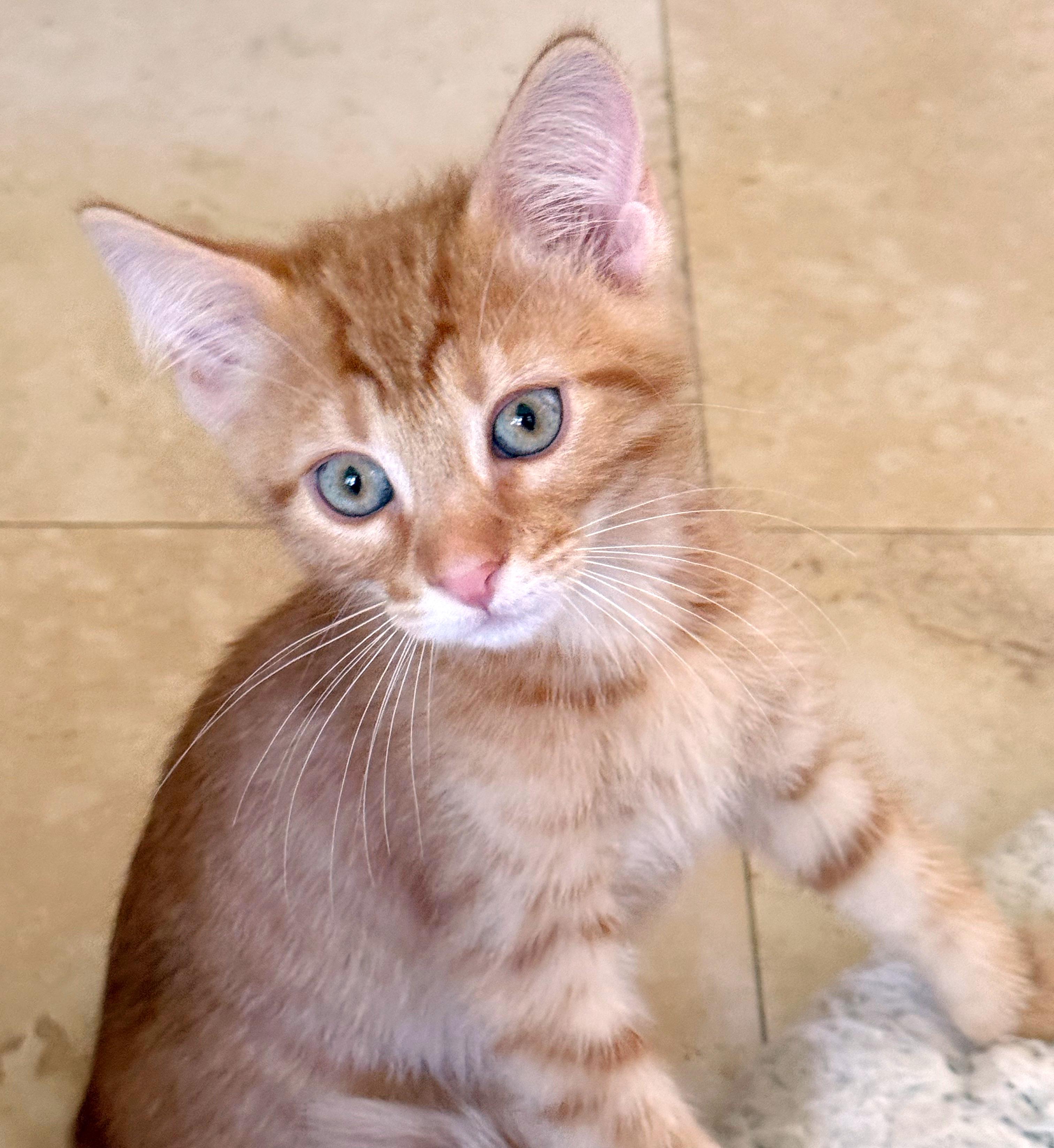 Chevy, adopted, Kitten Male Domestic Short Hair & Tiger.