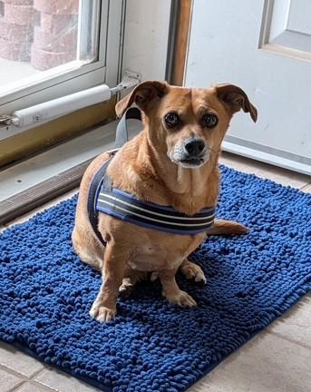 Cappy, ADOPTABLE, Senior Male Chihuahua.