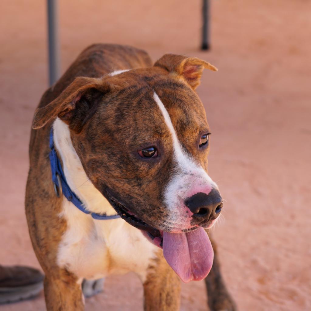 HM24 Orlean, Adoptable, Adult Male Boxer & Mixed Breed.