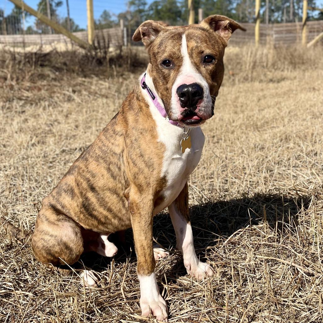 Enlarge HM24 Orlean, a Adoptable mixed breed in Freeport, FL image 2/6