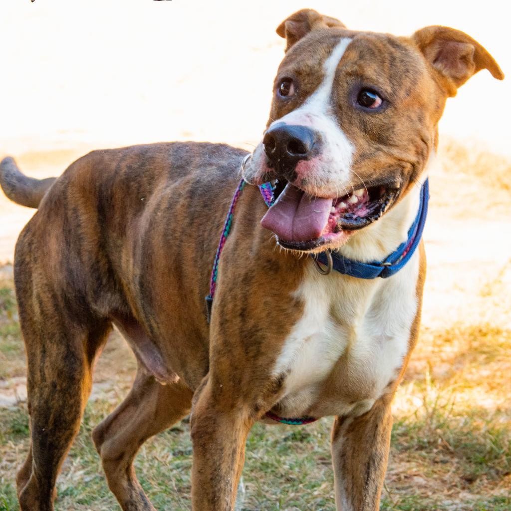 Enlarge HM24 Orlean, a Adoptable mixed breed in Freeport, FL image 3/6