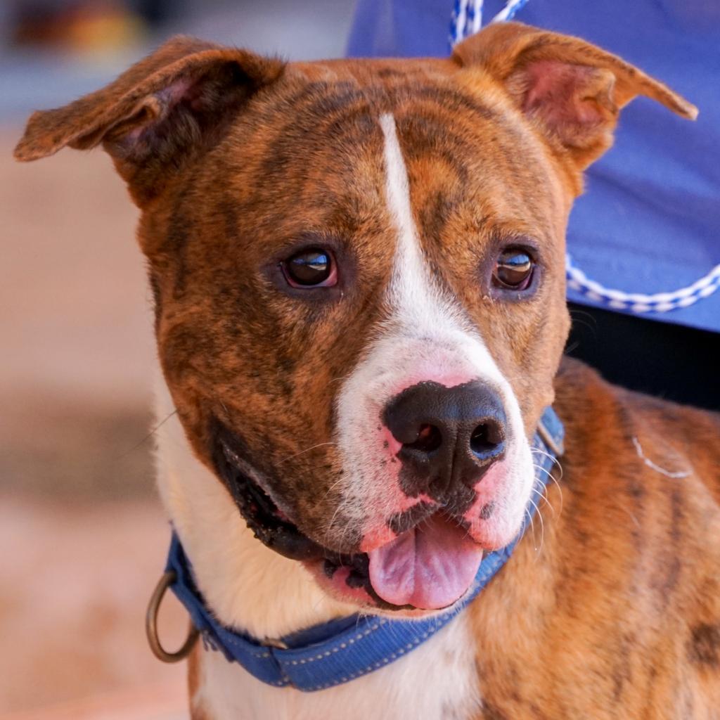 Enlarge HM24 Orlean, a Adoptable mixed breed in Freeport, FL image 4/6