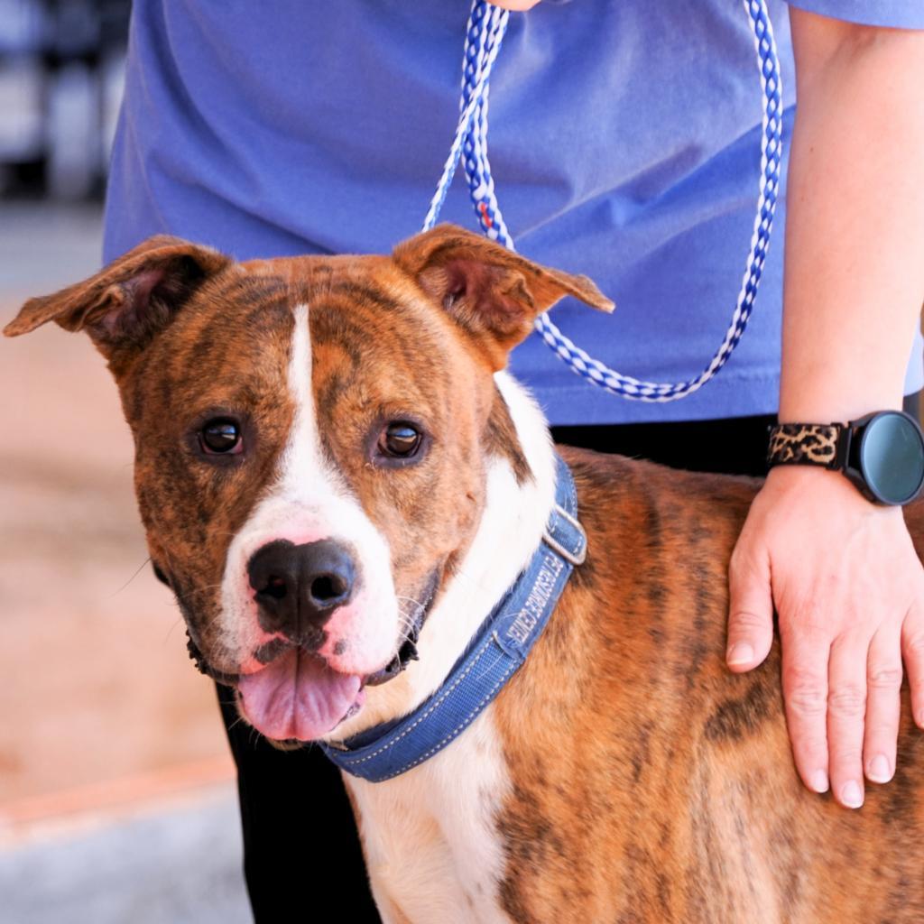 Enlarge HM24 Orlean, a Adoptable mixed breed in Freeport, FL image 5/6
