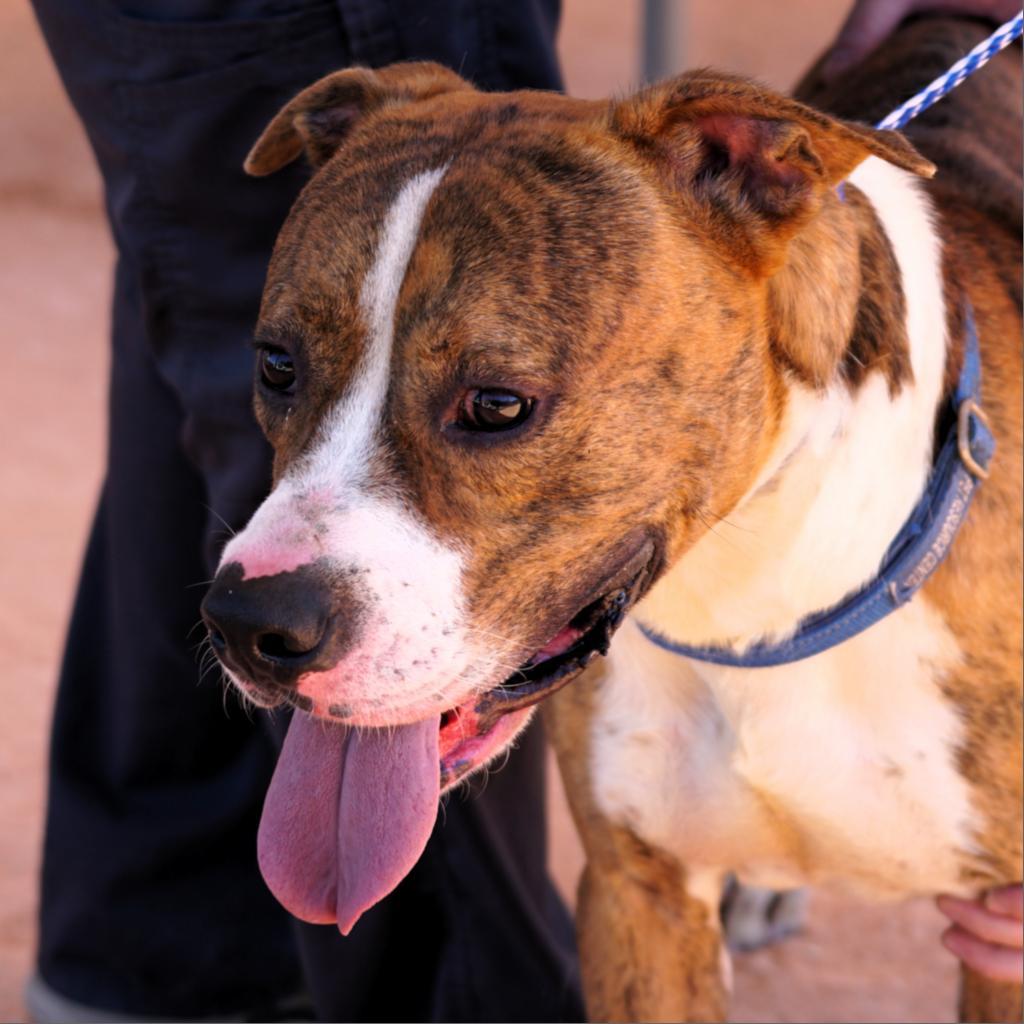 Enlarge HM24 Orlean, a Adoptable mixed breed in Freeport, FL image 6/6