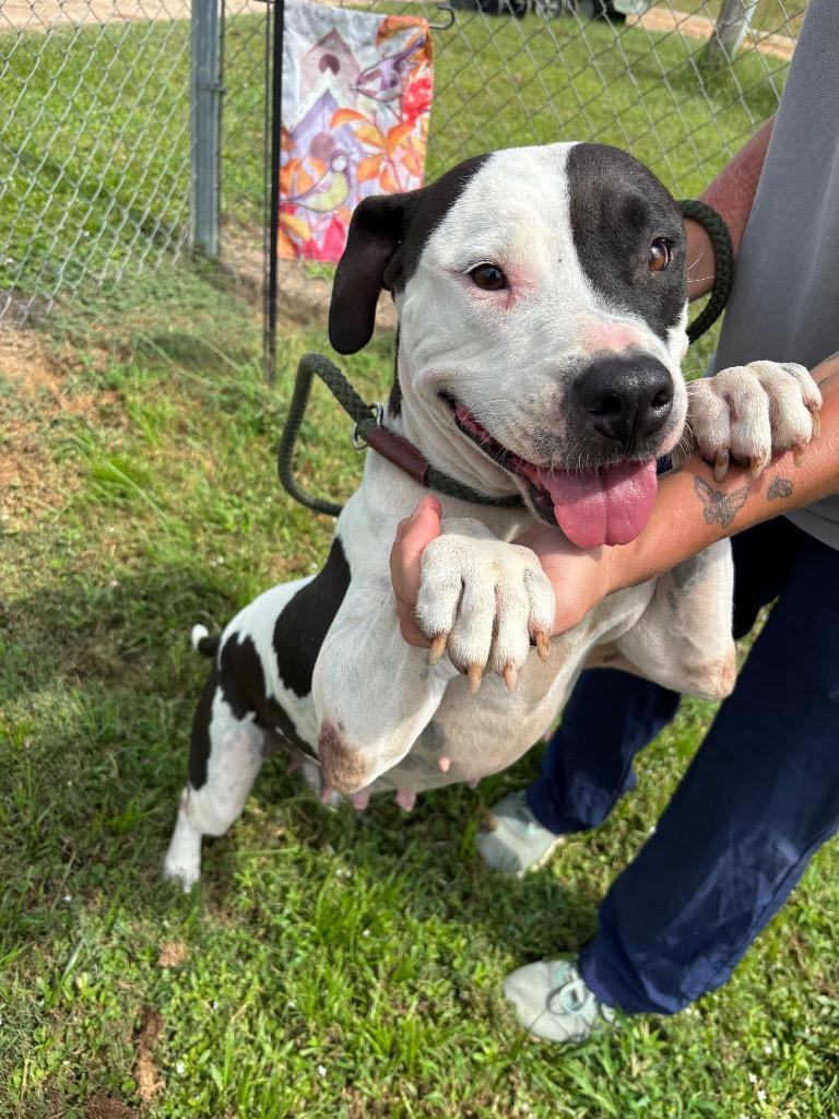Enlarge Dream, a Adoptable mixed breed in Metter, GA image 1/1