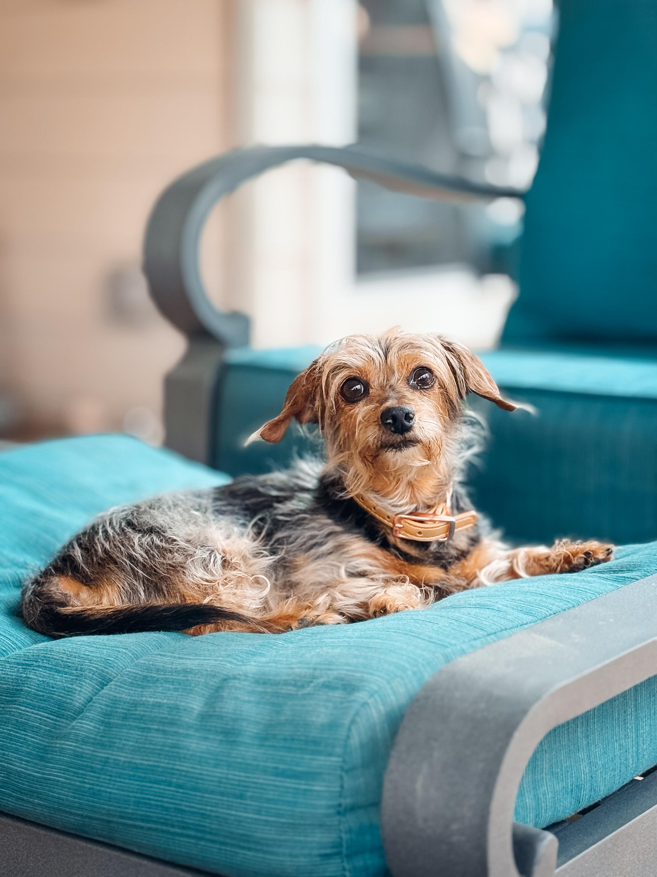 Enlarge Cora, a Adoptable mixed breed in Atlanta, GA image 4/5