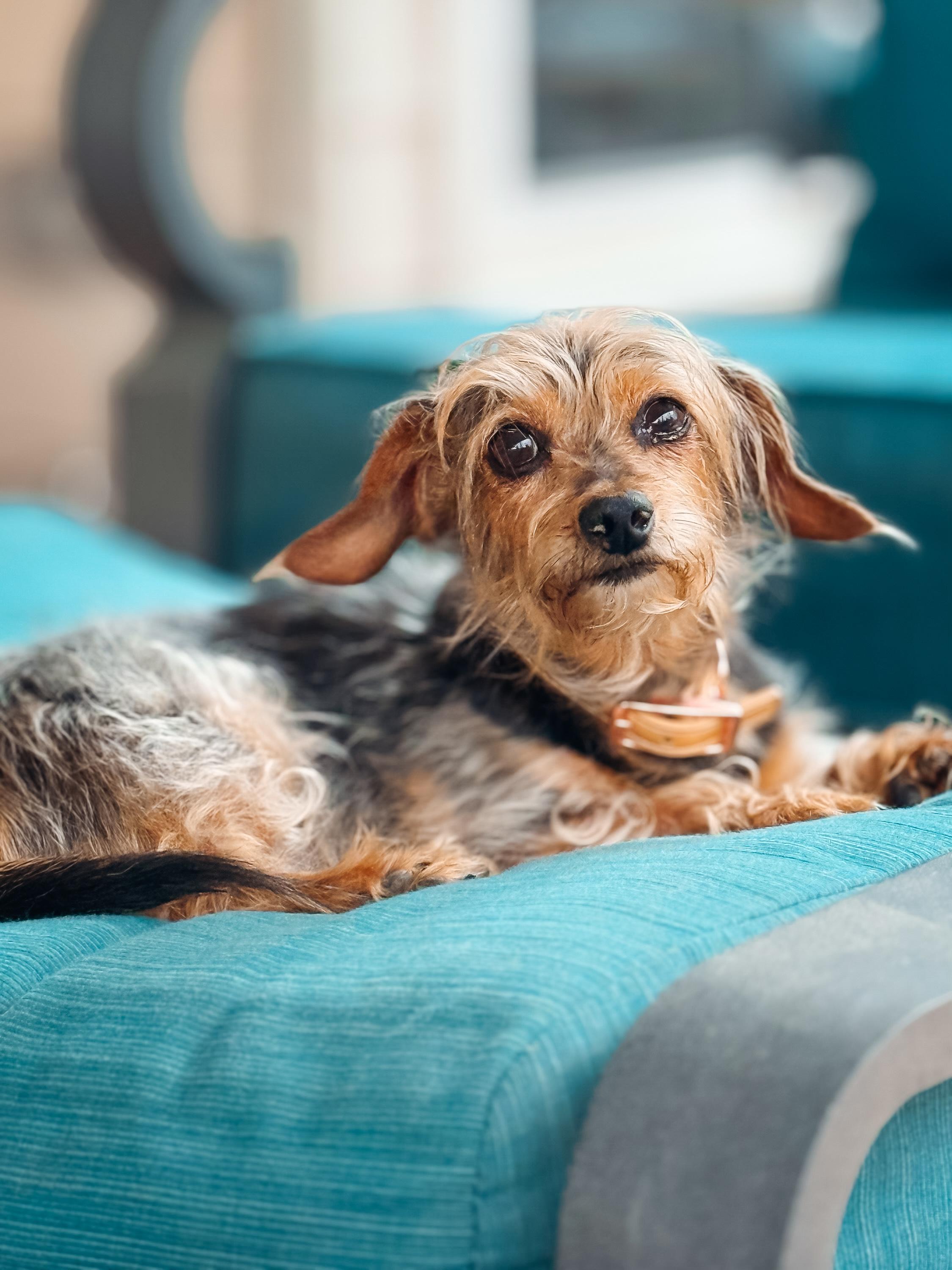 Enlarge Cora, a Adoptable mixed breed in Atlanta, GA image 3/5