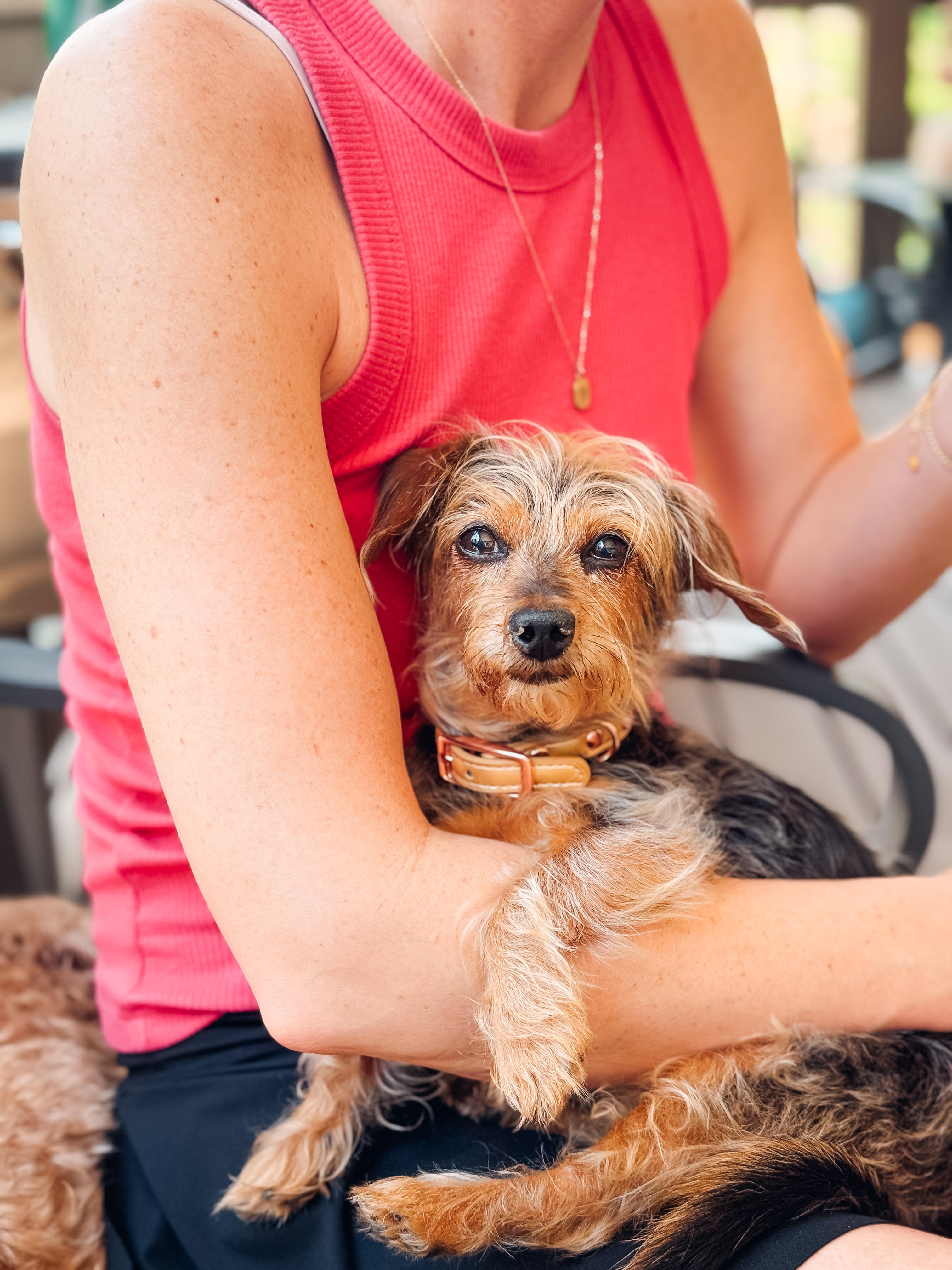 Enlarge Cora, a Adoptable mixed breed in Atlanta, GA image 5/5