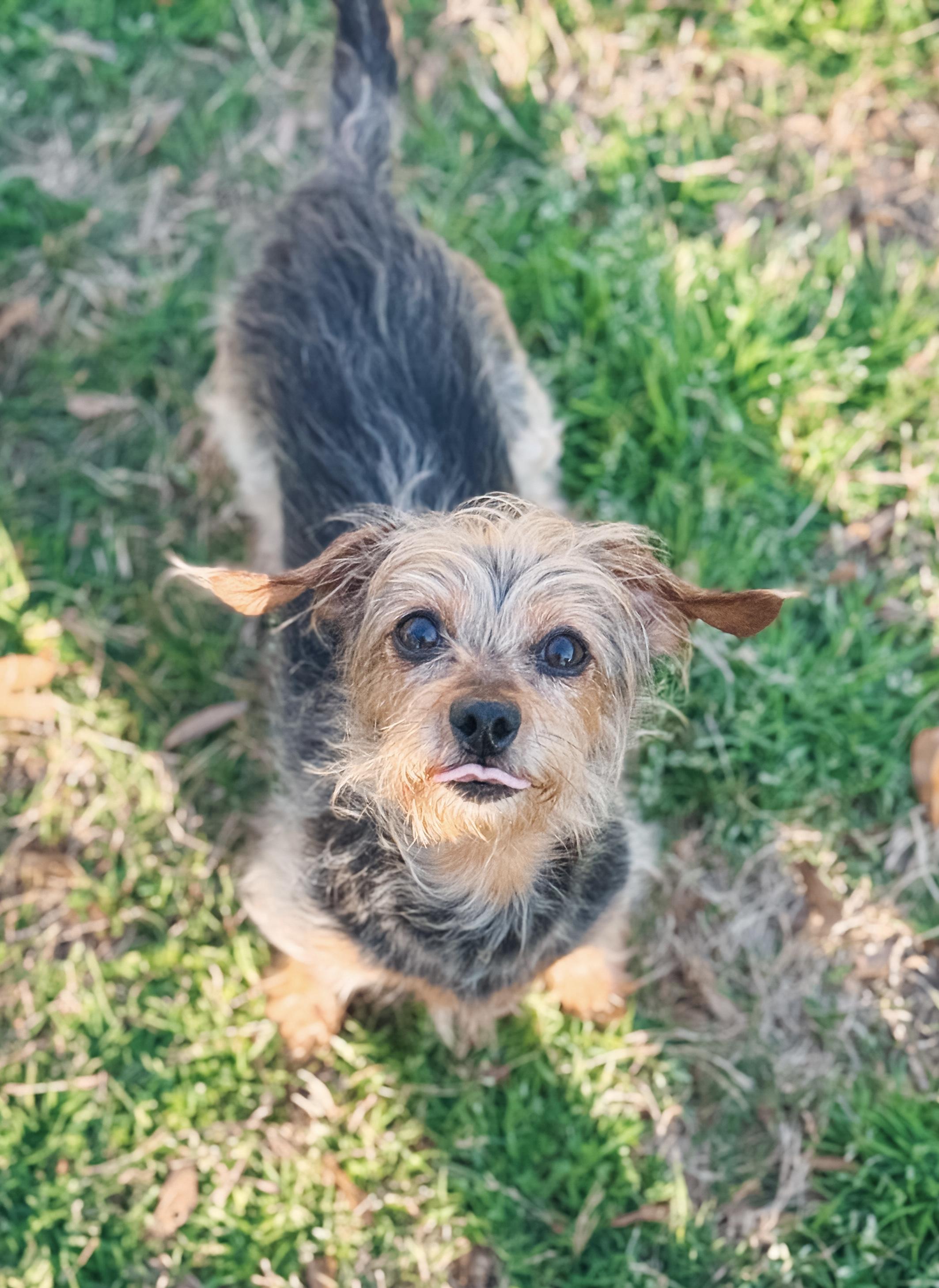 Enlarge Cora, a Adoptable mixed breed in Atlanta, GA image 2/5