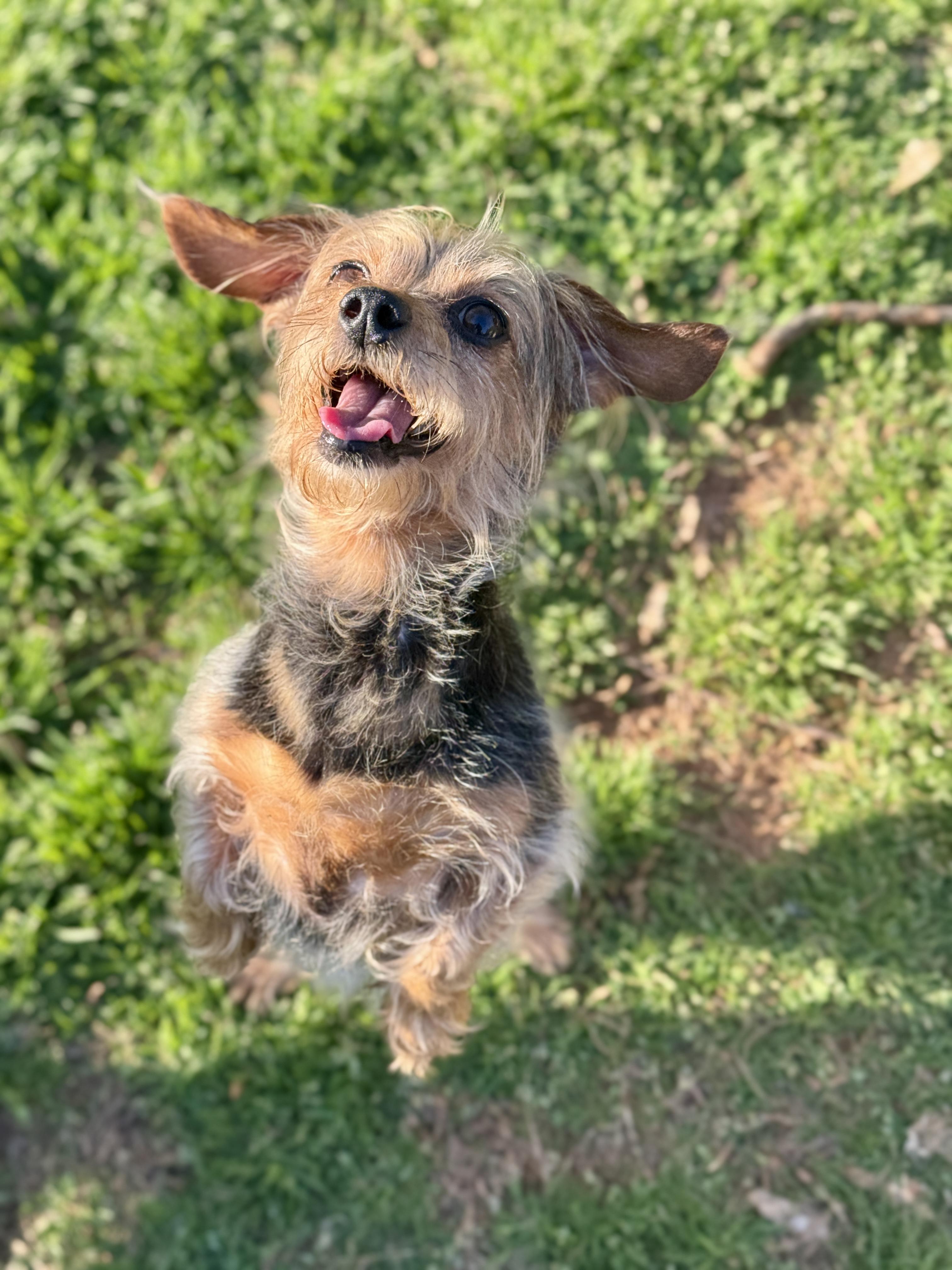 Enlarge Cora, an adopted mixed breed in Atlanta, GA image 6/6