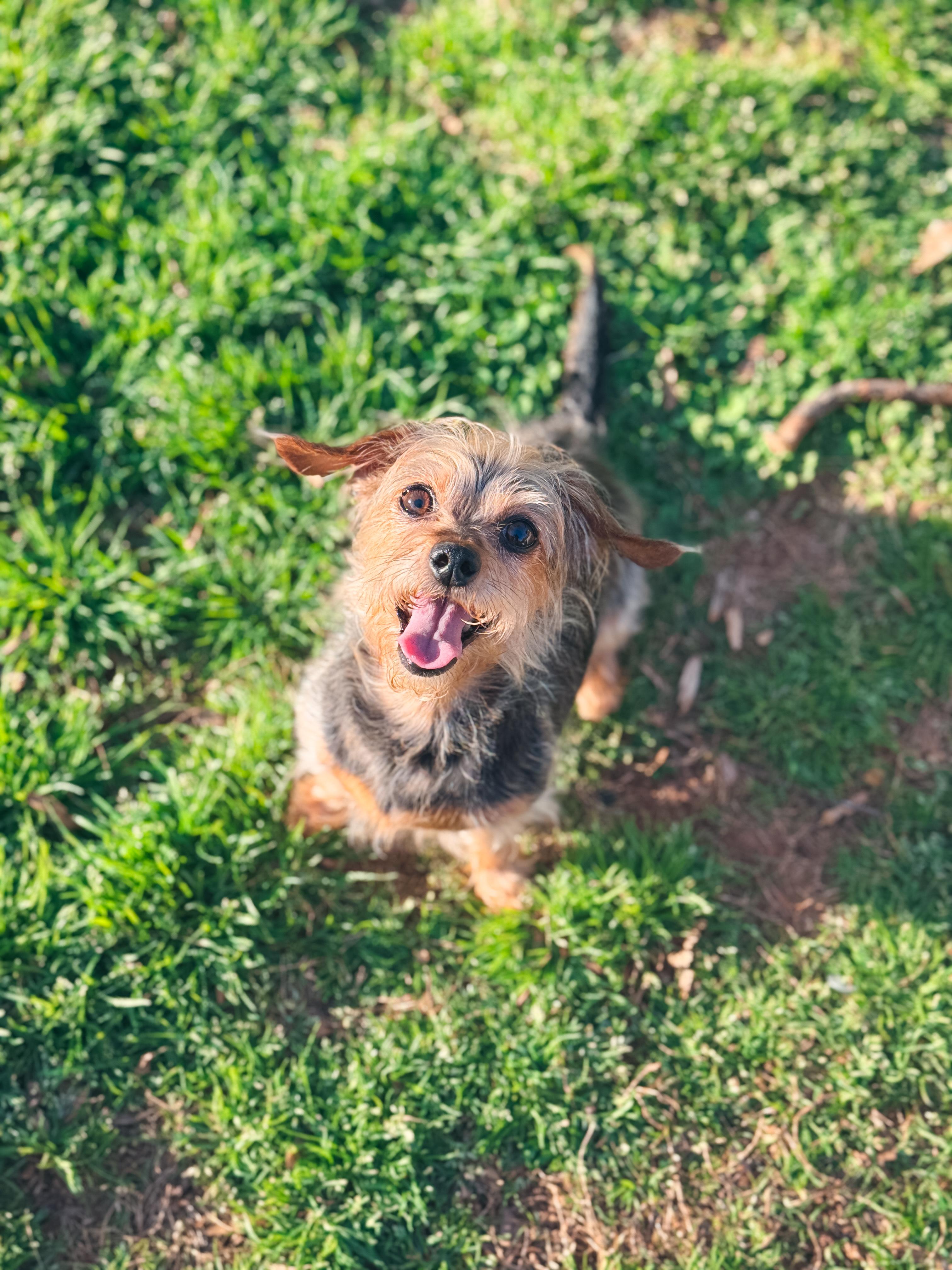 Enlarge Cora, a Adoptable mixed breed in Atlanta, GA image 1/5