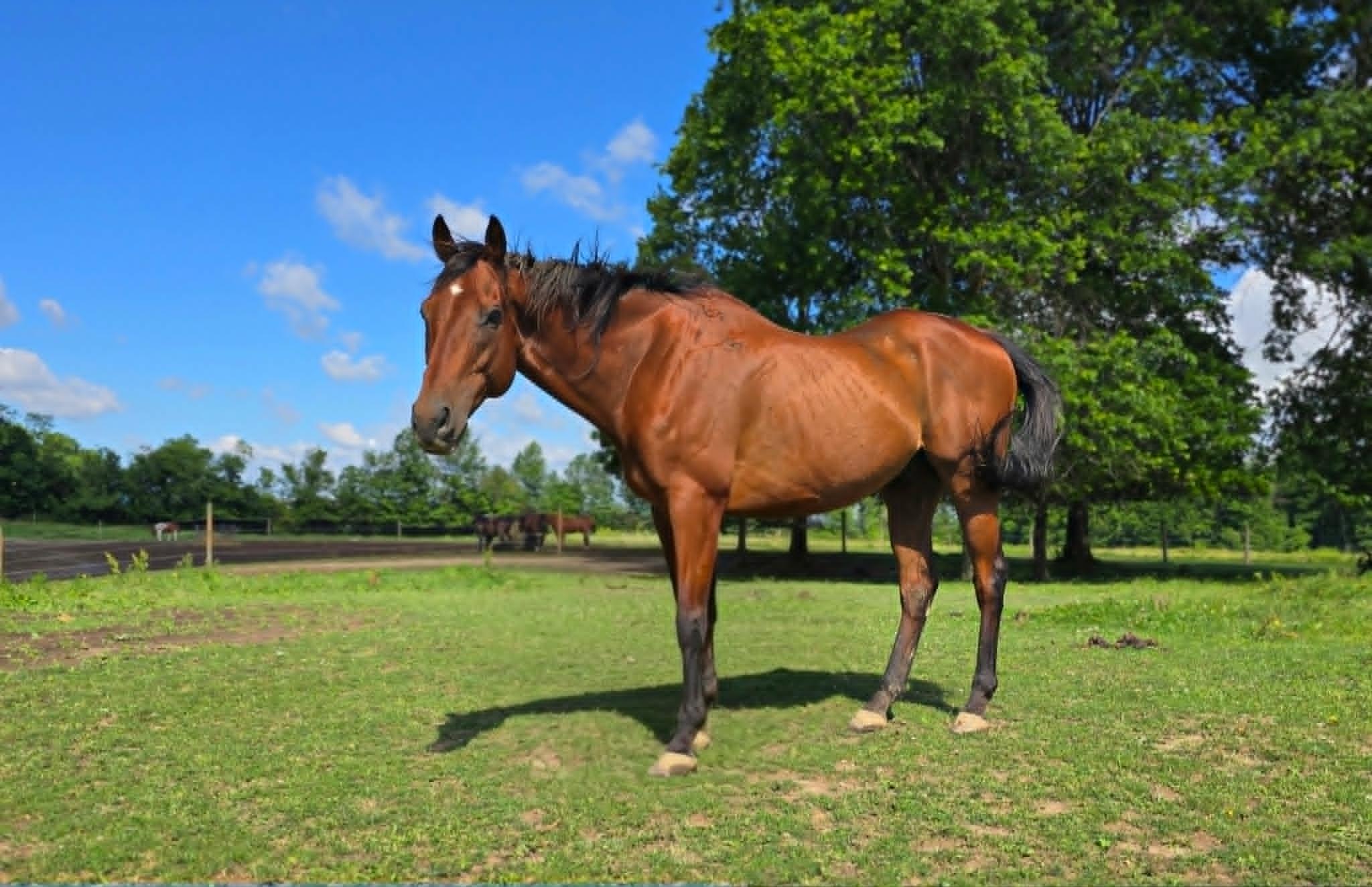 Enlarge Woody, a ADOPTABLE Thoroughbred in Upper Sandusky, OH image 1/1