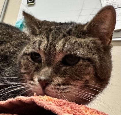 Mr. Bean, an adoptable Domestic Short Hair in Redmond, OR, 97756 | Photo Image 1