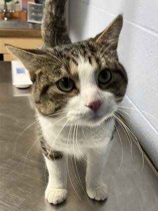 Bassoon, ADOPTABLE, Adult Male Domestic Short Hair.