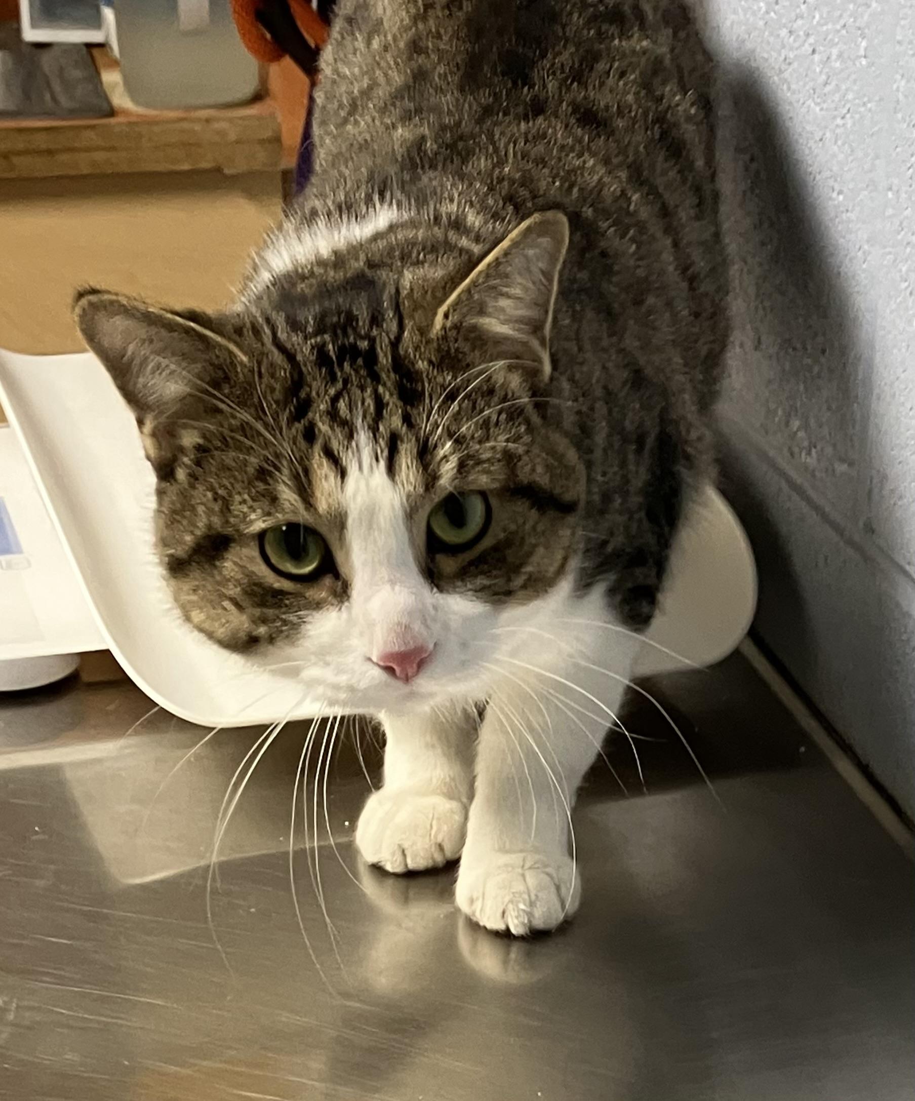 Bassoon, a ADOPTABLE mixed breed in DeKalb, IL image 2/3
