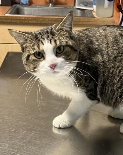 Bassoon, a ADOPTABLE mixed breed in DeKalb, IL image 3/3