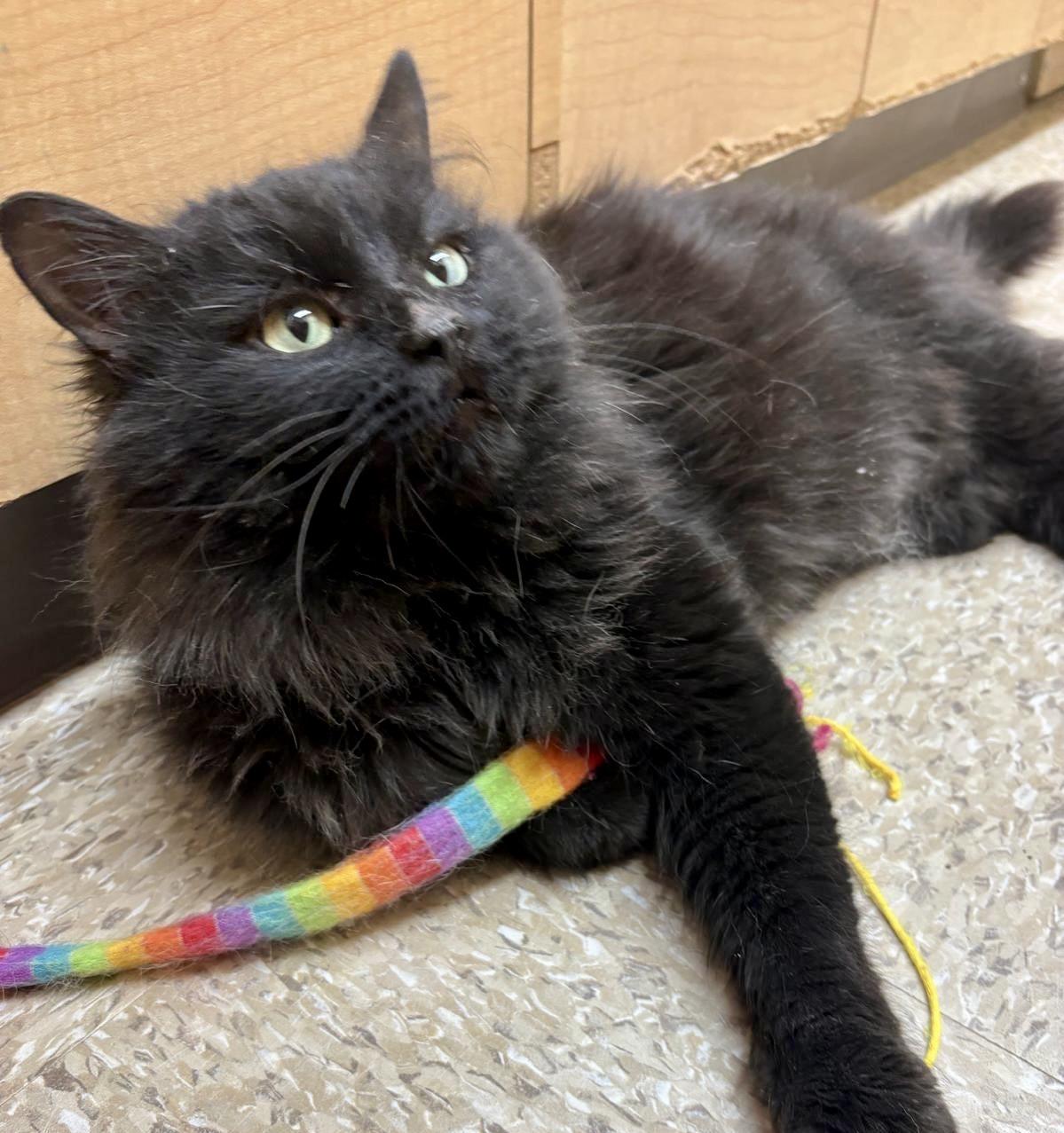 Midnight — thumbnail 2