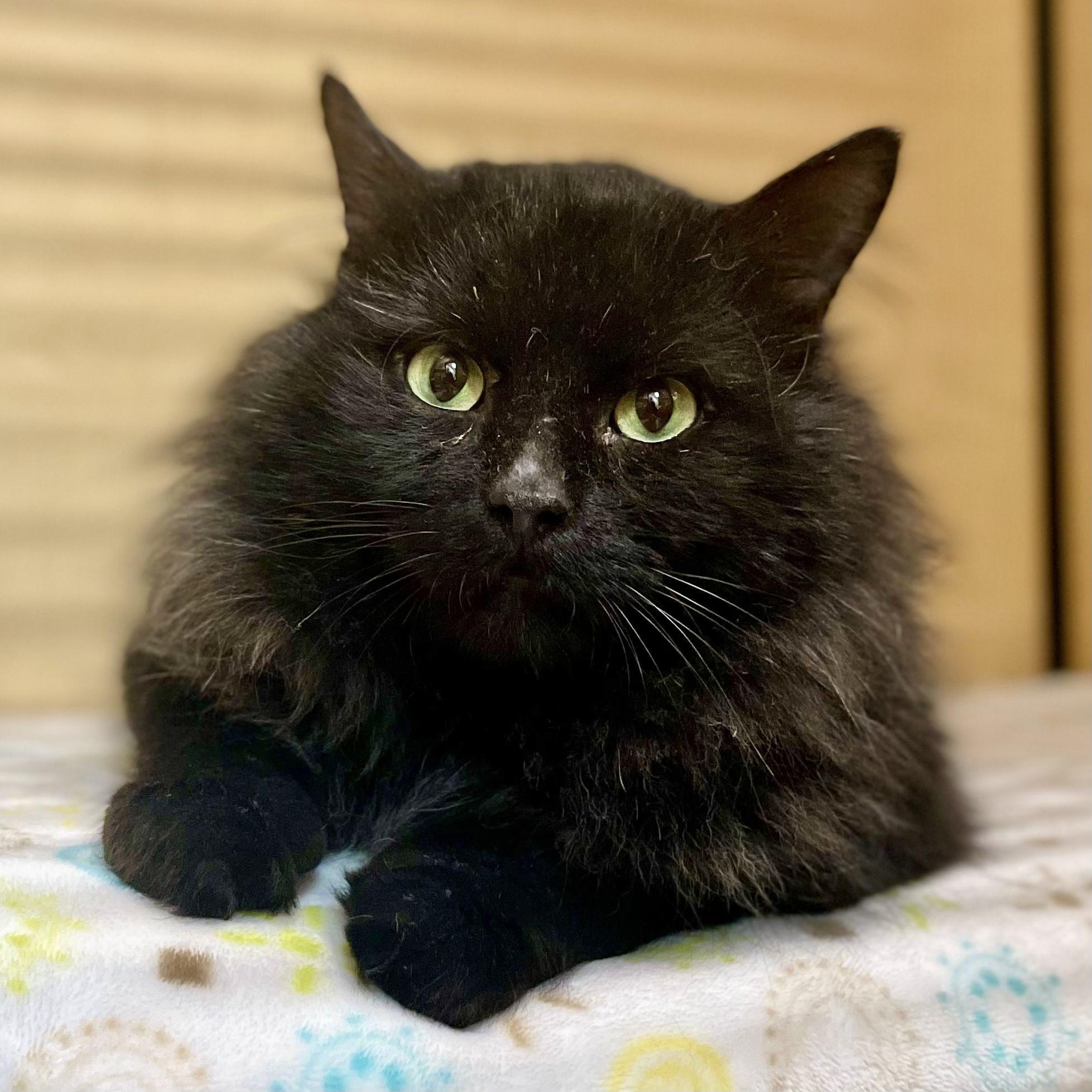 Midnight — thumbnail 4