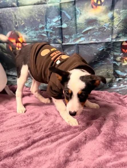Fig, Adoptable, Young Female Australian Shepherd & Australian Cattle Dog / Blue Heeler.