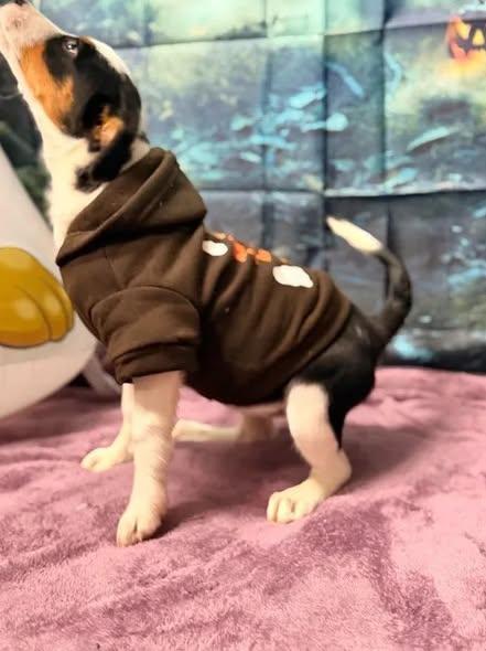 Enlarge Fig, a Adoptable mixed breed in Munfordville, KY image 3/3