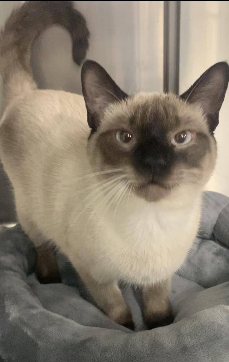 Enlarge Remi, a Adopted Siamese in Baton Rouge, LA image 1/1