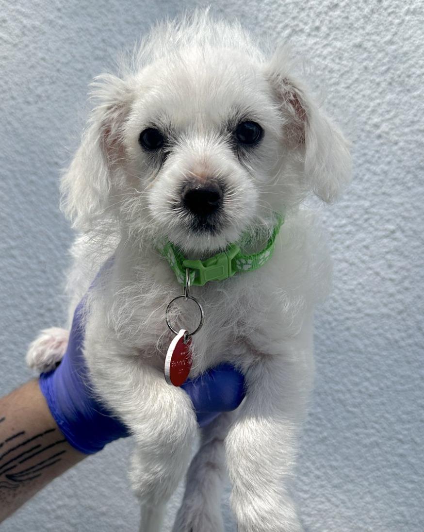 The Vacuum Litter - Dyson, Hoover and Roomba