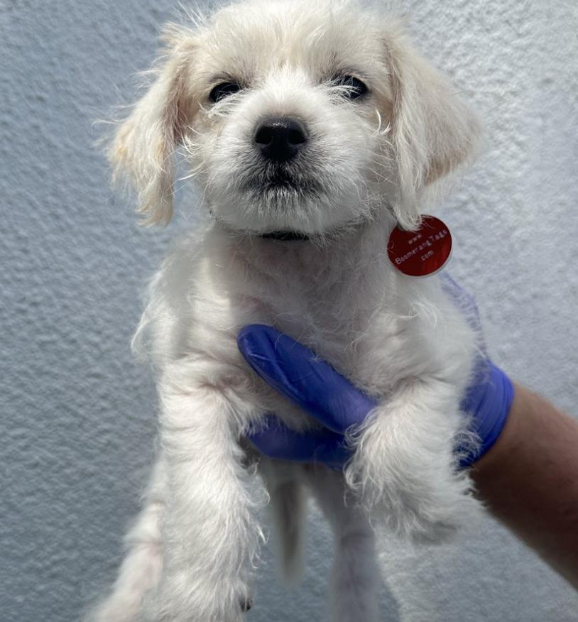 The Vacuum Litter - Dyson, Hoover and Roomba