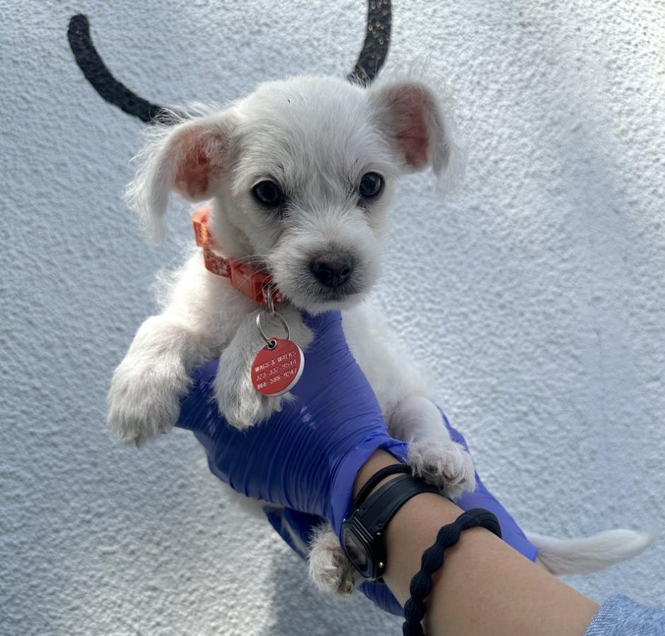 The Vacuum Litter - Dyson, Hoover and Roomba