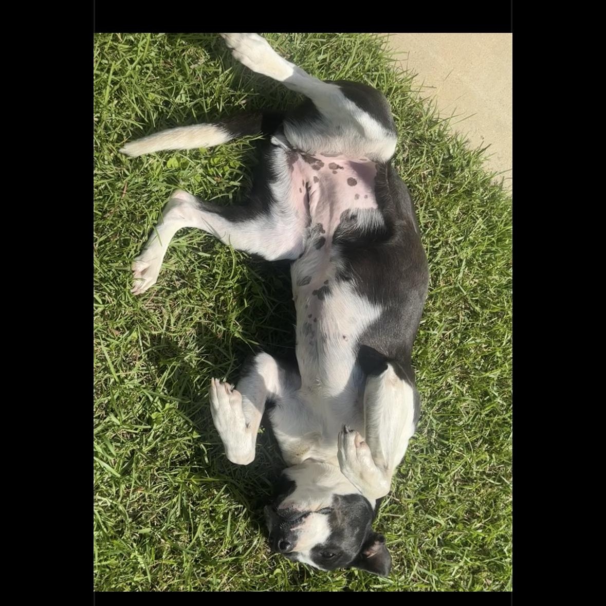 Bella, a Adoptable mixed breed in Davenport, IA image 5/6
