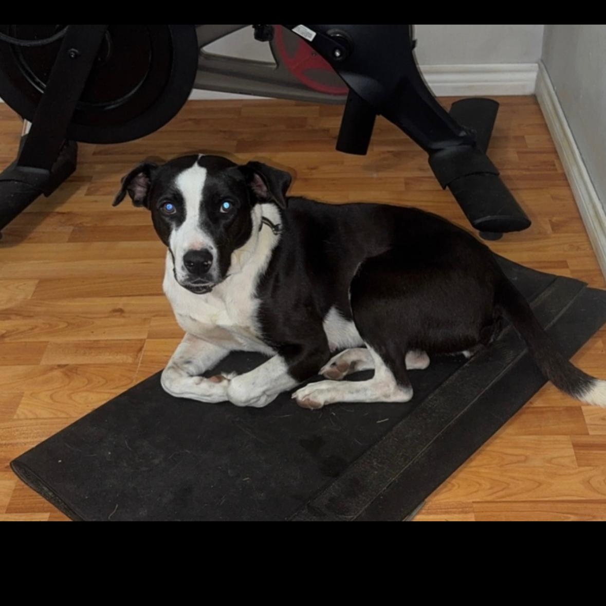 Bella, a Adoptable mixed breed in Davenport, IA image 2/6