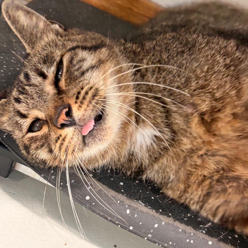 Enlarge Missyfu, a Adoptable Domestic Short Hair in Harlingen, TX image 1/2