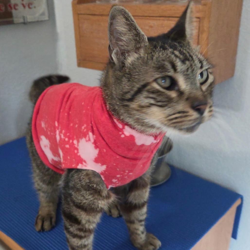 Enlarge Missyfu, a Adoptable Domestic Short Hair in Harlingen, TX image 2/2