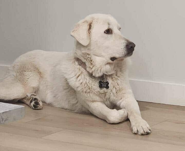 Sierra, Adopted, Adult Female Great Pyrenees & Akbash.