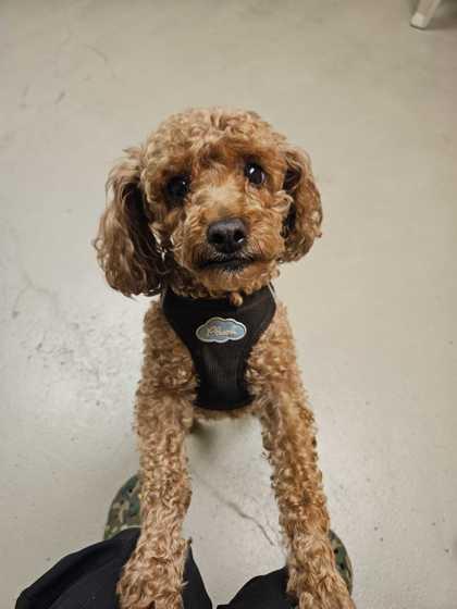 Rosalita thumbnail 2