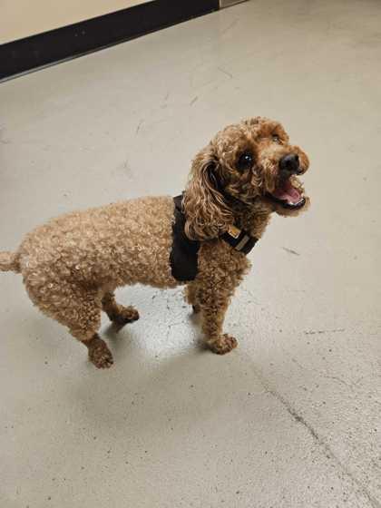 Rosalita thumbnail 3