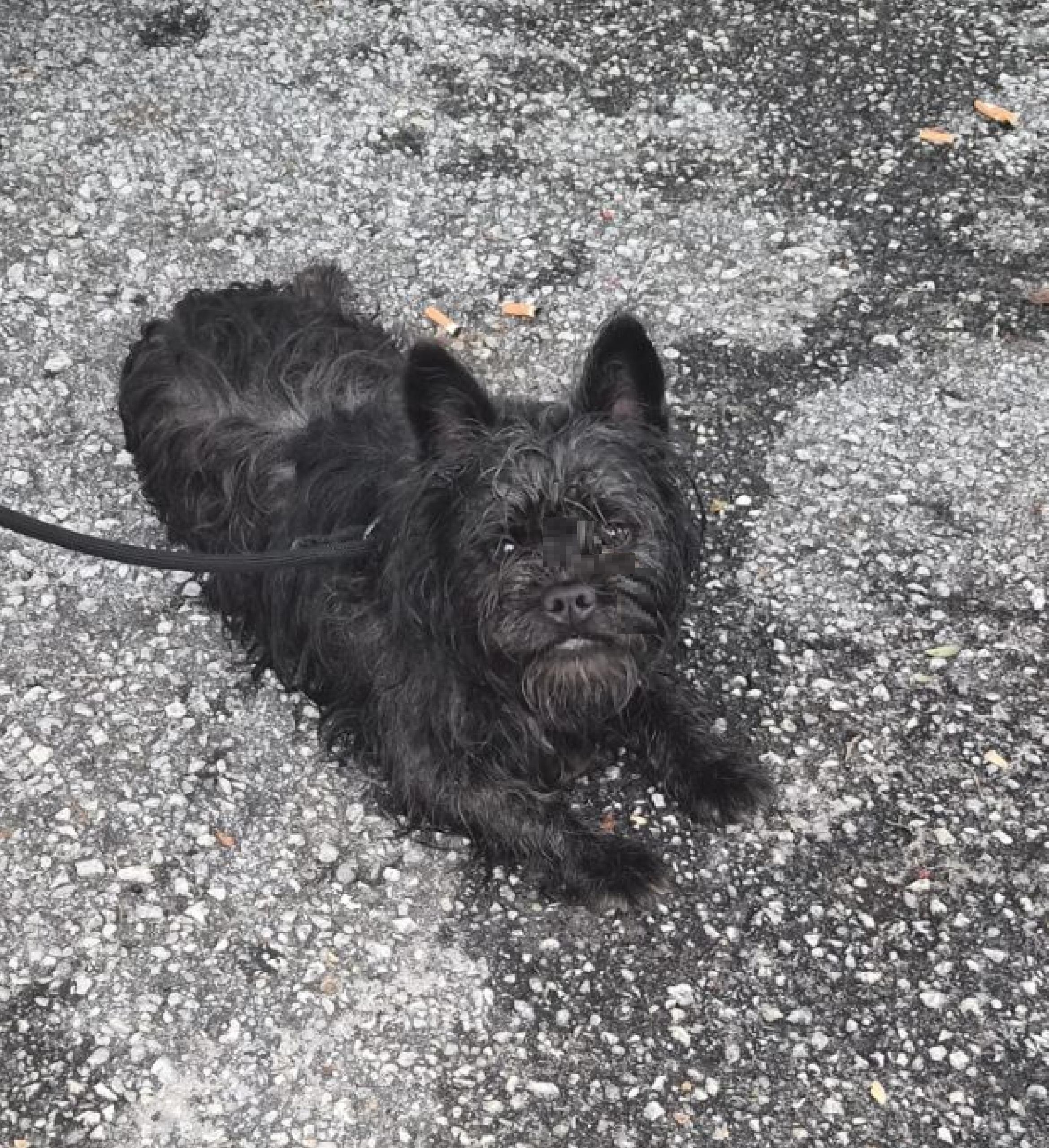 Enlarge Kilo, a Adoptable mixed breed in Orlando, FL image 3/6