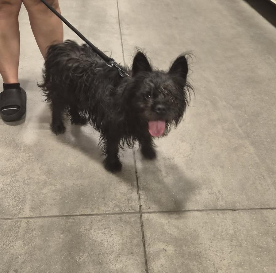 Enlarge Kilo, a Adoptable mixed breed in Orlando, FL image 4/6