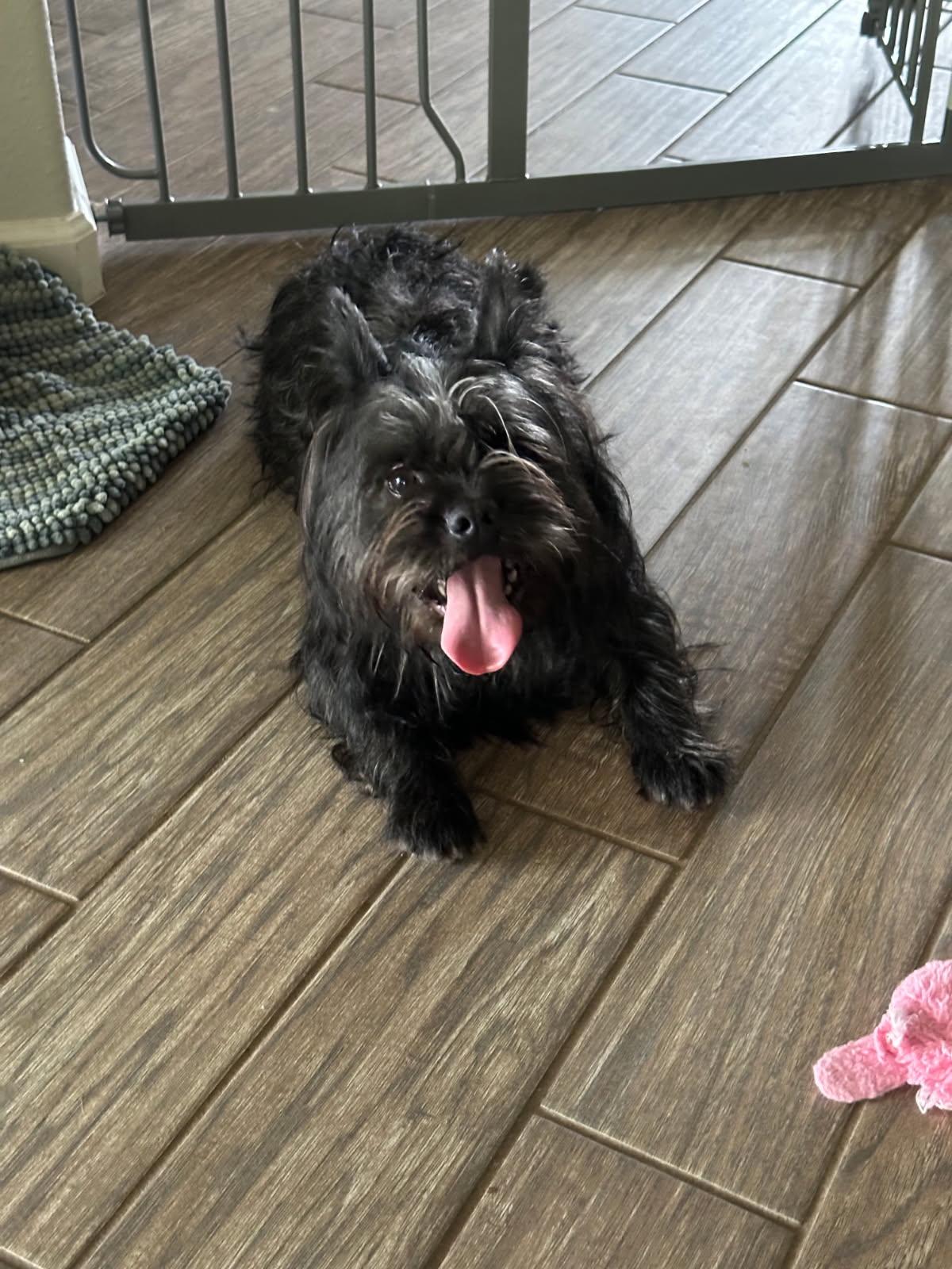 Kilo, Adoptable, Young Male French Bulldog & Miniature Schnauzer.