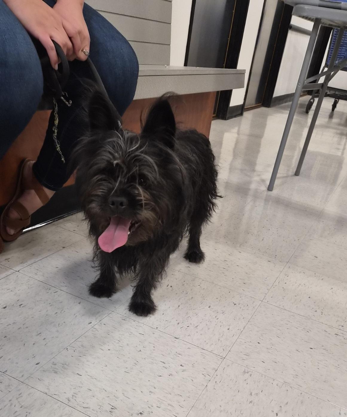 Enlarge Kilo, a Adoptable mixed breed in Orlando, FL image 1/6