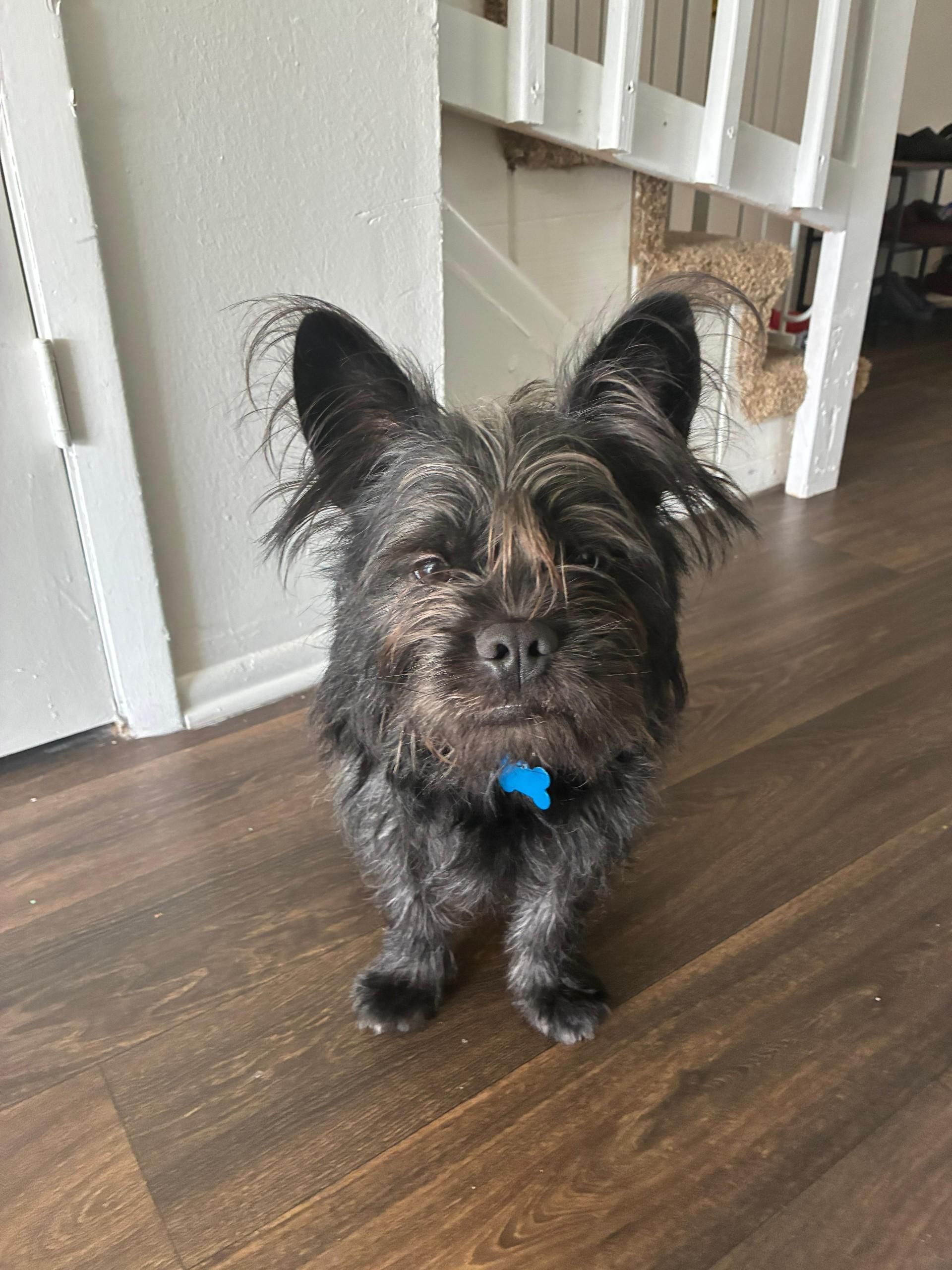 Enlarge Kilo, a Adoptable mixed breed in Orlando, FL image 5/6