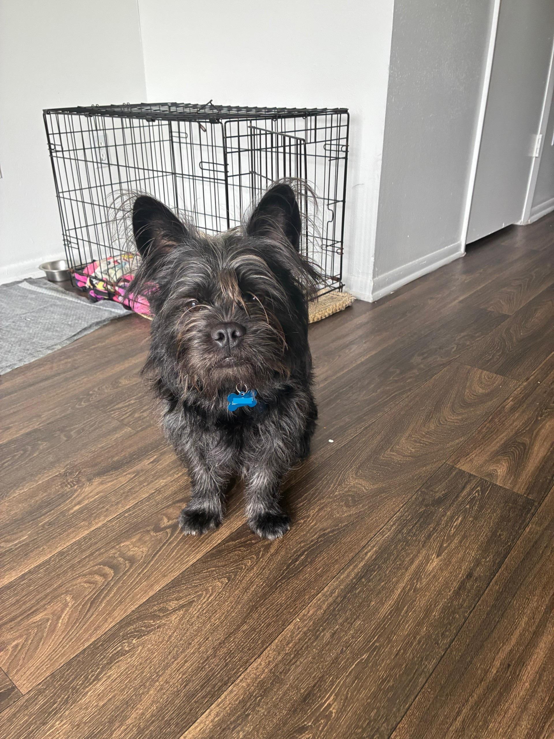Enlarge Kilo, a Adoptable mixed breed in Orlando, FL image 6/6
