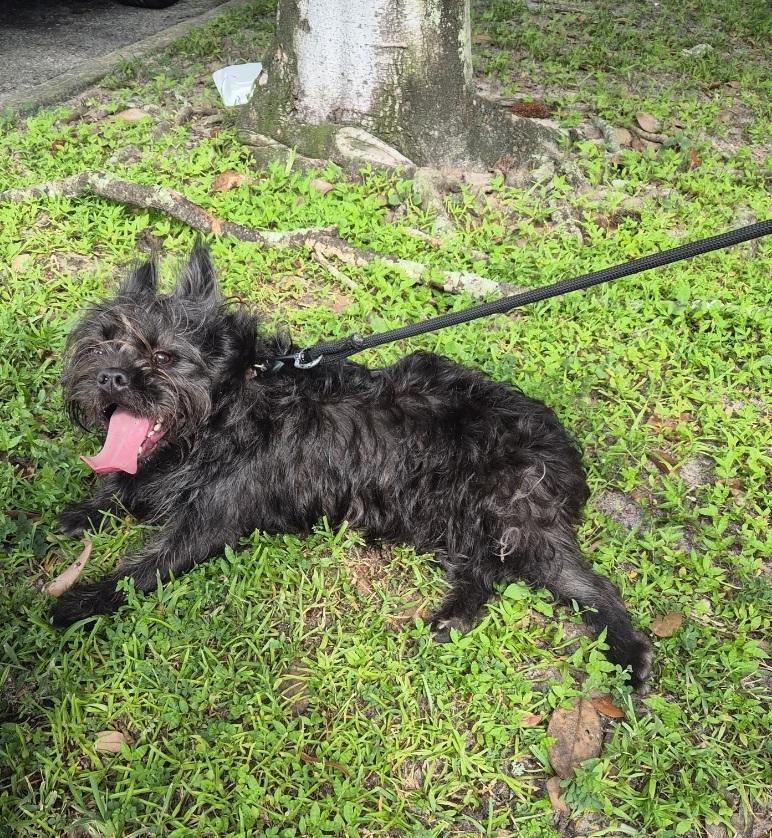 Enlarge Kilo, a Adoptable mixed breed in Orlando, FL image 2/6