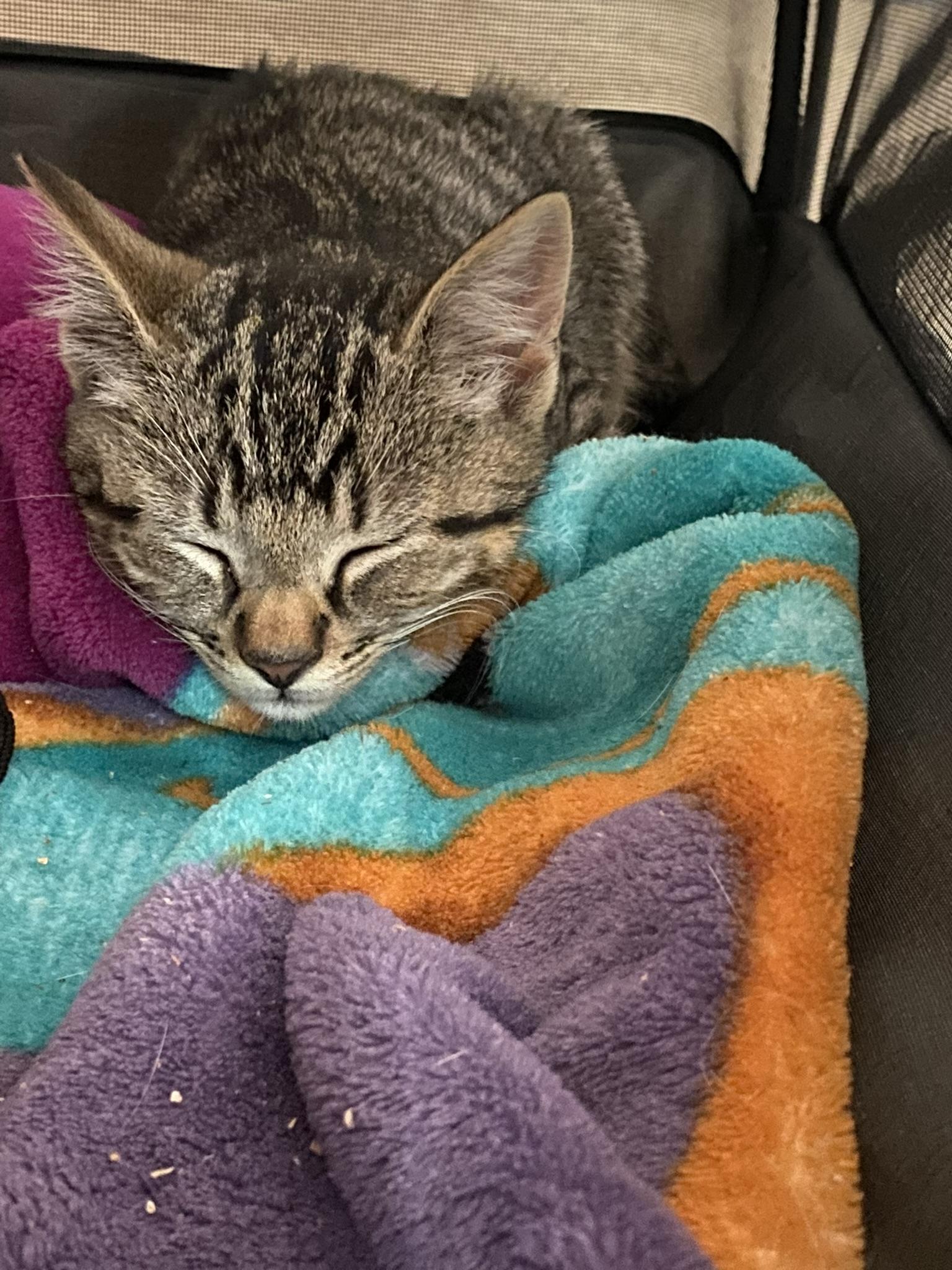 Enlarge Amy, a Adopted mixed breed in BREINIGSVILLE, PA image 1/6