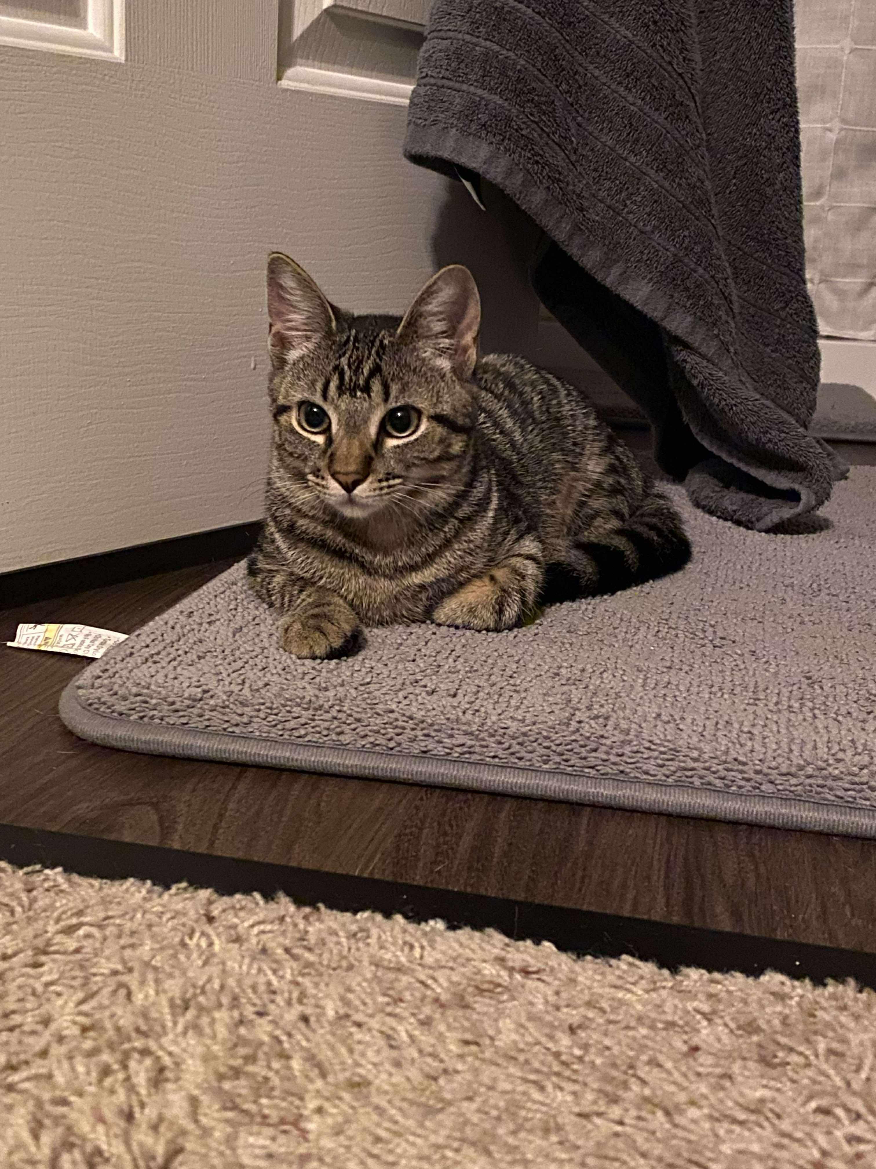 Enlarge Amy, a Adopted mixed breed in BREINIGSVILLE, PA image 2/6